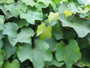 vitis amurensis