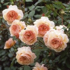 a shropshire lad