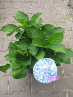 hydrangea macrophylla " forever&ever ® " blue heaven " - hortenzie
