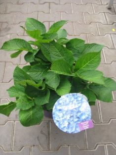 hydrangea macrophylla " forever&ever ® " blue heaven "