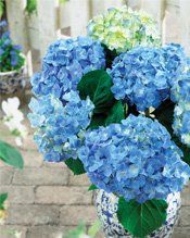 hydrangea macrophylla " forever&ever ® " blue heaven " - hortenzie