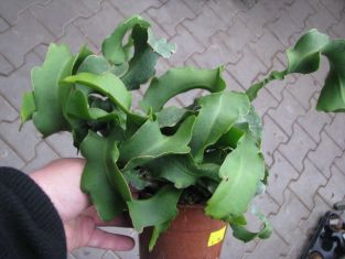 epiphyllum guatemalensis monstrosa