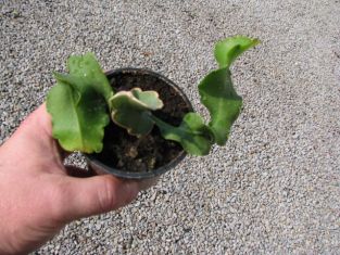 epiphyllum guatemalensis monstrosa