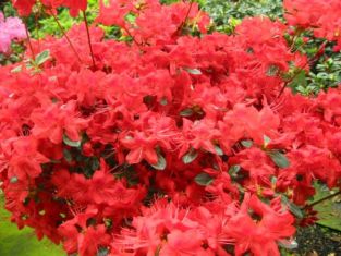 rhododendron obtusum "stewartstownian"
