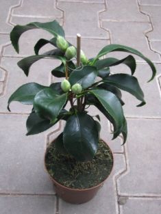 camellia sasanqua "plantation pink" - kamélie