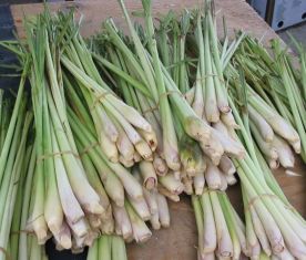 Cymbopogon citratus, lemon grass - citrónová tráva