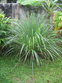 cymbopogon citratus, lemon grass - citrónová tráva