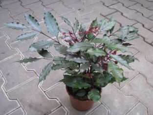 leea "burgundy"