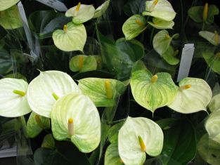 Anthurium andreanum "vanilla"