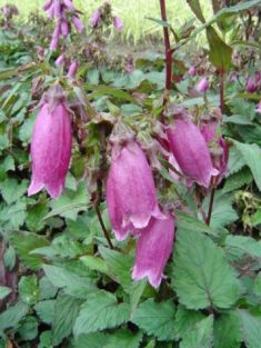 Campanula punctata "wine´n rubies" - zvonek tečkovaný