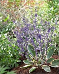 eryngium planum "jade frost"