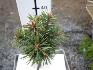 pinus sylvestris "saxatilis"