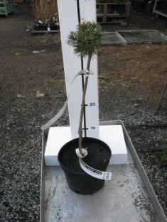 pinus sylvestris "saxatilis"
