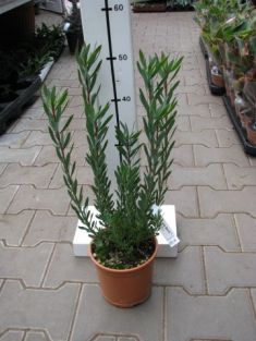 leucadendron salignum "red devil"