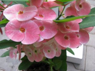 Euphorbia milii "pink floyd" - trnová koruna, velkokvětá