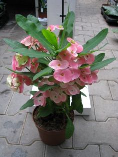 Euphorbia milii "pink floyd" - trnová koruna, velkokvětá