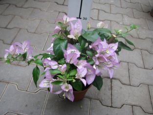 bougainvillea glabra "rijnstar lila" - buganvilea