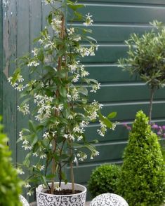 Trachelospermum jasminoides