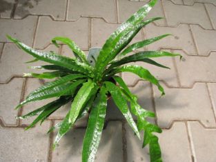 aglaomorpha "snake leaf"