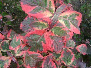 cornus florida "pink flame"