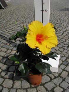 Hibiscus sin. "athenacus" - ibišek pokojový , 4denní