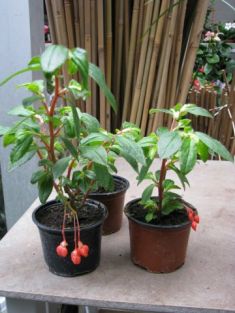 begonia fuchsioides red - begonia korálková
