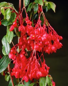 Begonia fuchsioides red - begonia korálková