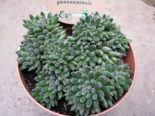 sinocrassula yunnanensis