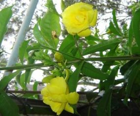 allamanda cathartica double