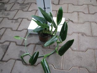 philodendron "cobra" - filodendron