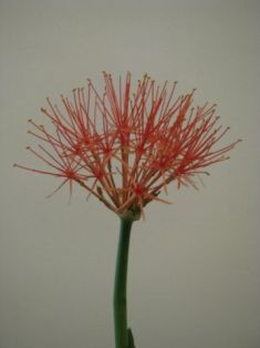 haemanthus