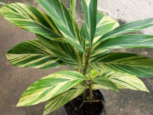 alpinia zerumbet variegata, galgan