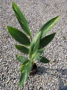 alpinia zerumbet variegata, galgan