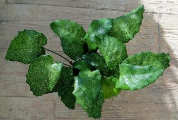 calathea musaica