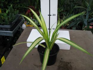 pandanus tectorius "baptistii" - žlutý pandán