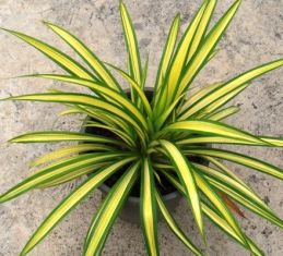 pandanus tectorius "baptistii" - žlutý pandán