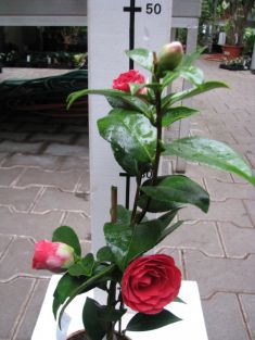 camellia reticulata "black lace"