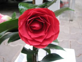 Camellia reticulata "black lace"
