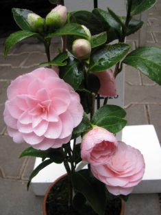 camellia "sacco nova" - kamélie