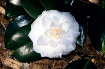 camellia "mathotiana alba" - kamélie