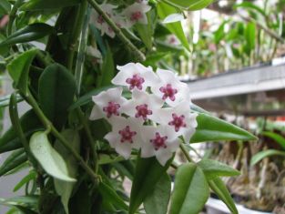 hoya bella