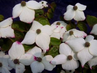 cornus kousa "claudia"