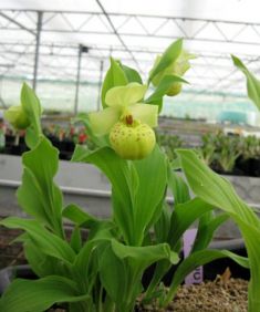 cypripedium flavum- střevíčník venkovní