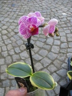 phalaenopsis mini se žlutým okrajem listu