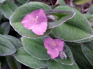 Tradescantia sillamontana "velvet hill" , poděnka, tradeskancie