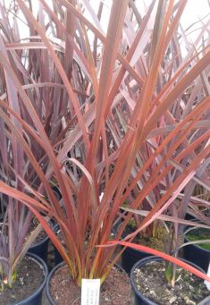 phormium tenax "amazing red" - lenovník