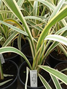 phormium tenax "tricolor"