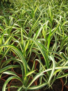 yucca filamentosa "color guard" - juka venkovní