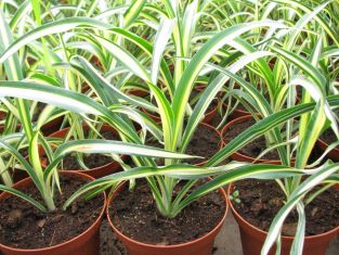 yucca filamentosa "color guard" - juka venkovní
