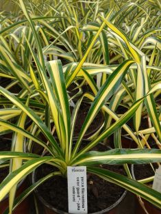 yucca filamentosa "color guard" - juka venkovní